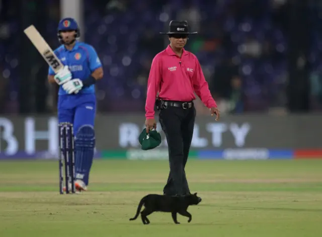 A cat on the pitch during South Africa v Afghanistan