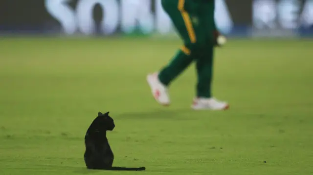 A cat on the pitch during South Africa v Afghanistan