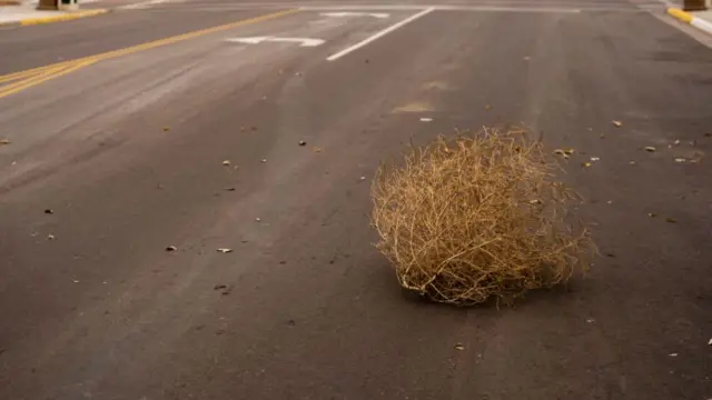 Tumble weed