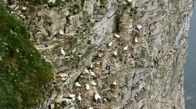 Lots of white birds with black tails resting on a very steep cliff above the sea