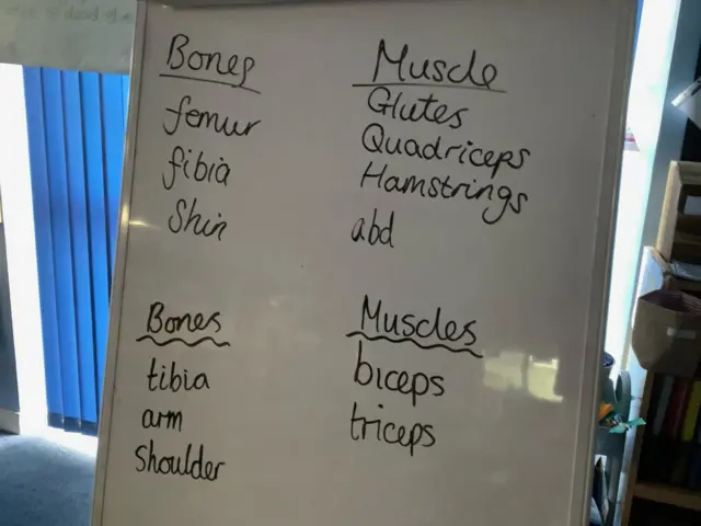 A picture of bones and muscles written on a whiteboard