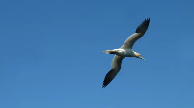 Gannets, white birds with long beaks and yellow along the side of their face, are seen flying in a clear blue sky