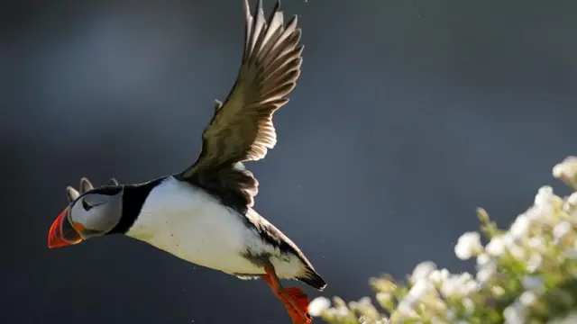 A puffin takes off in the sunlight, it's wings are spread. It has a white and black body and orange feet and beak.