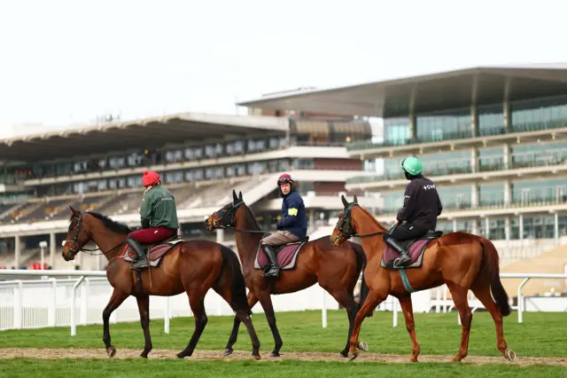 Horses at Cheltenham