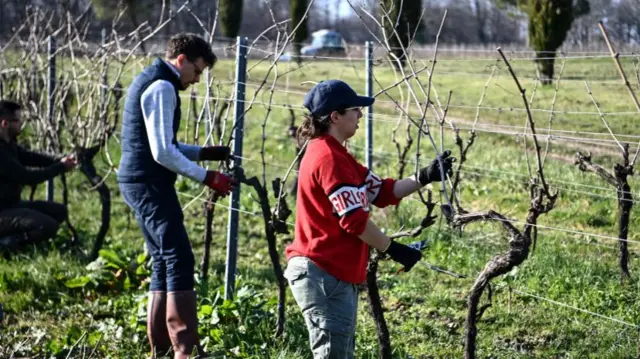 A student prunes vines in the cognac region