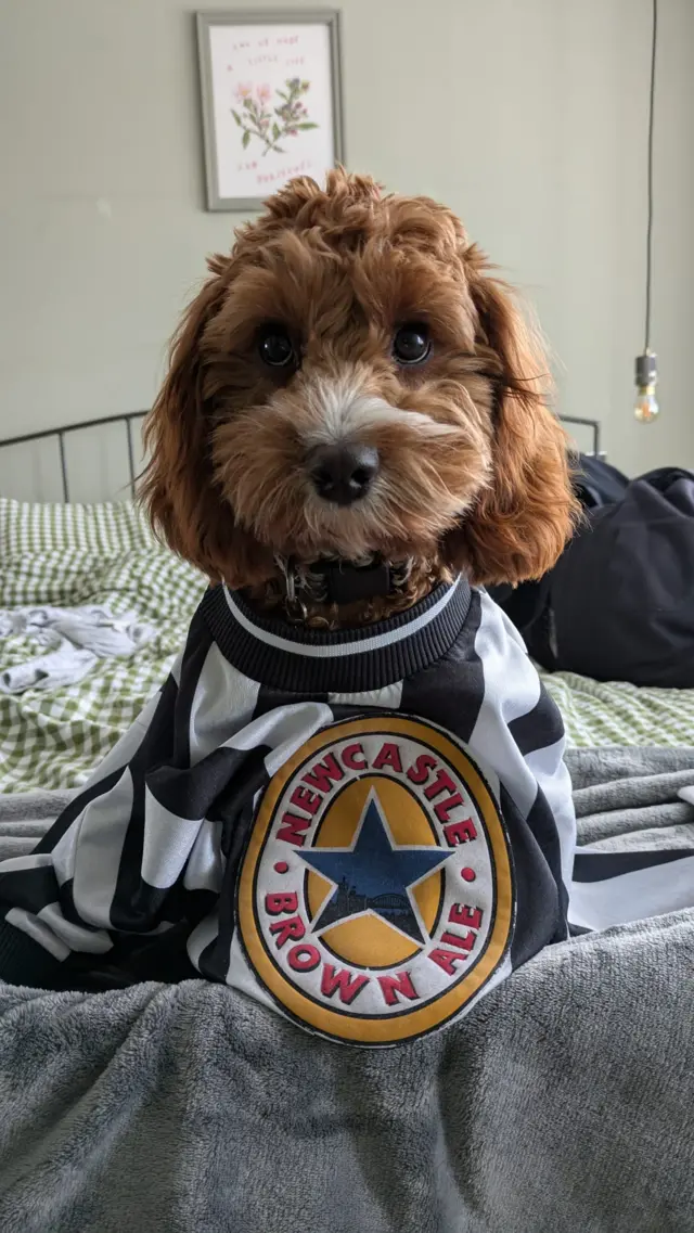 Dog wearing Newcastle shirt