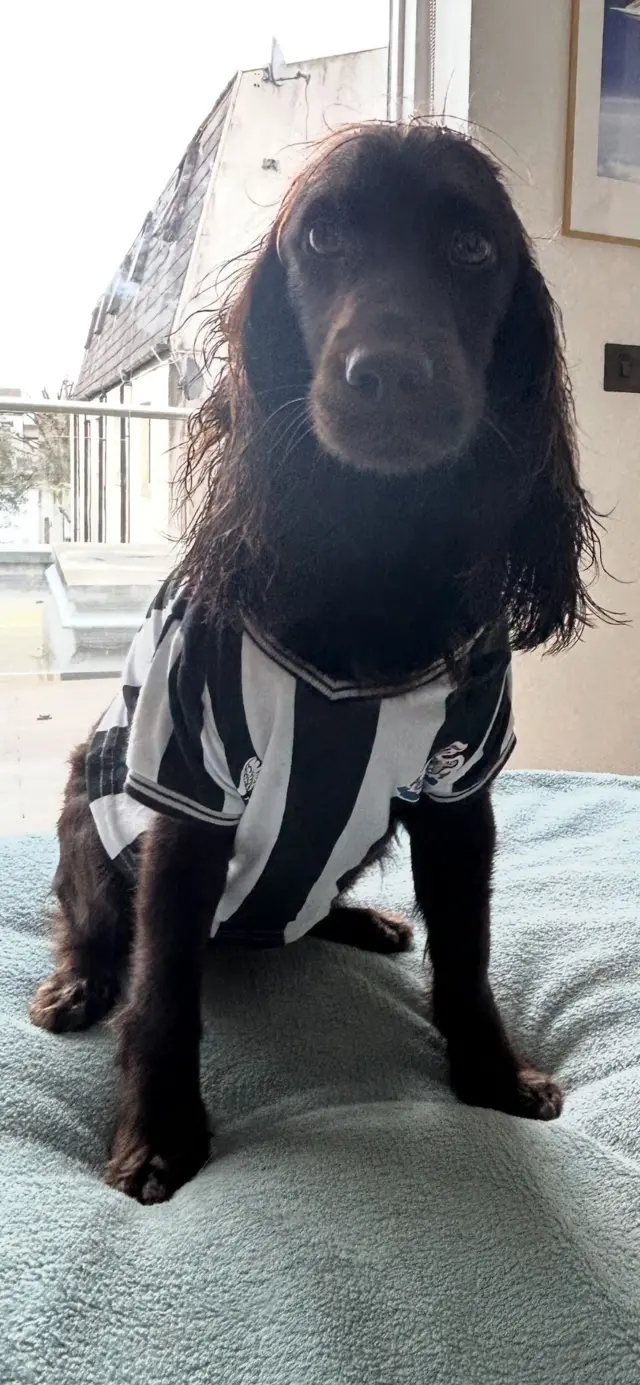 dog in Newcastle jersey