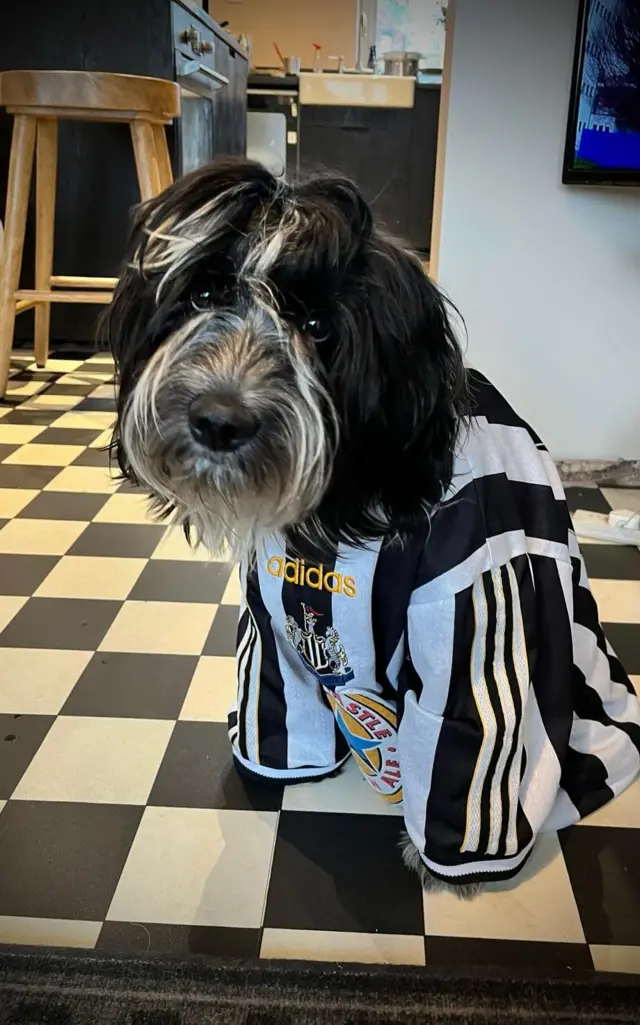 Dog wearing Newcastle jersey