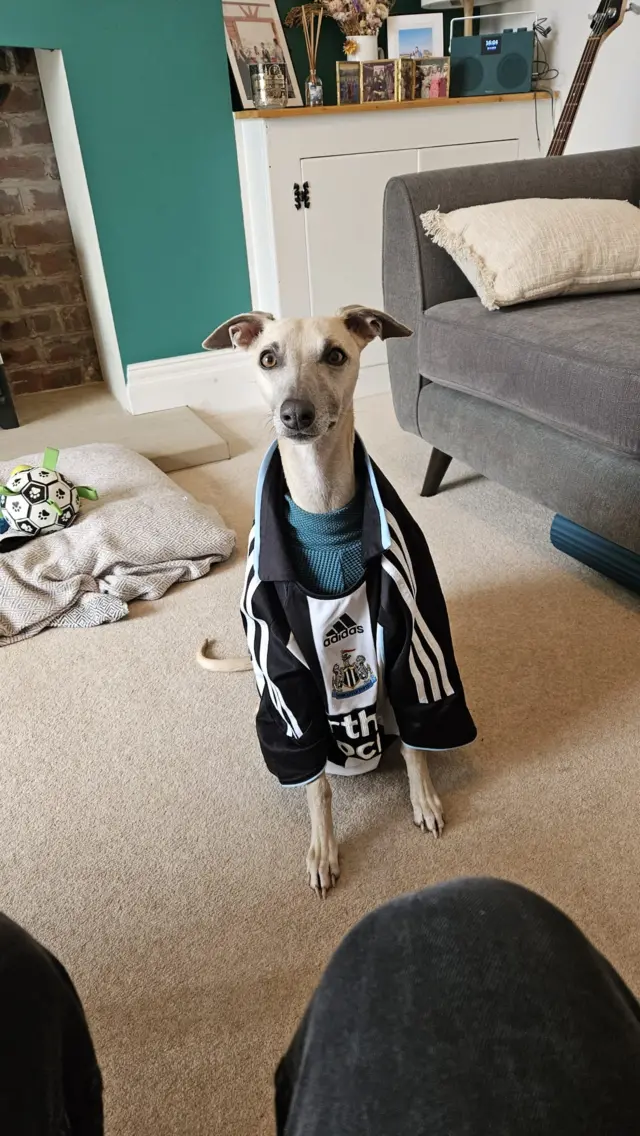 Dog with Newcastle scarf