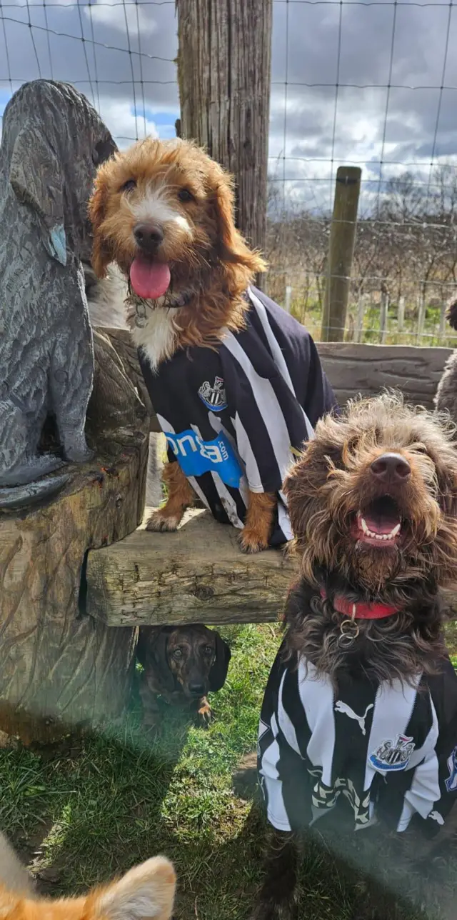 Two dog in Newcastle jerseys