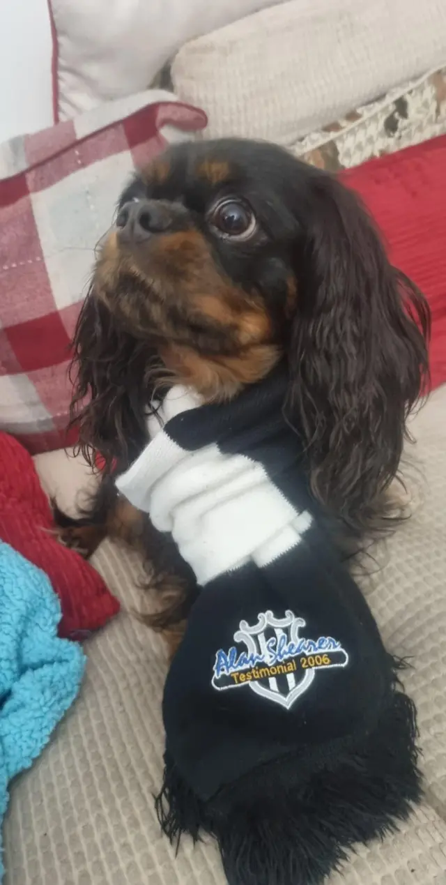 Dog wearing Newcastle scarf