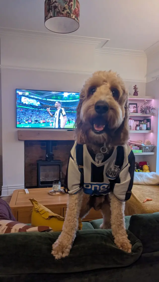 Dog wearing Newcastle shirt