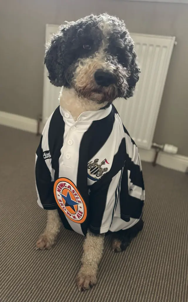 Dog wearing a Newcastle jersey