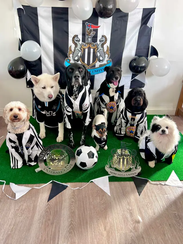 A group of dogs dressed in Newcastle United gear