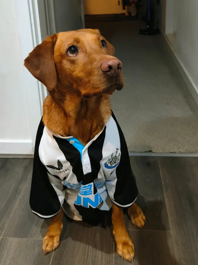 Dog wearing Newcastle jersey