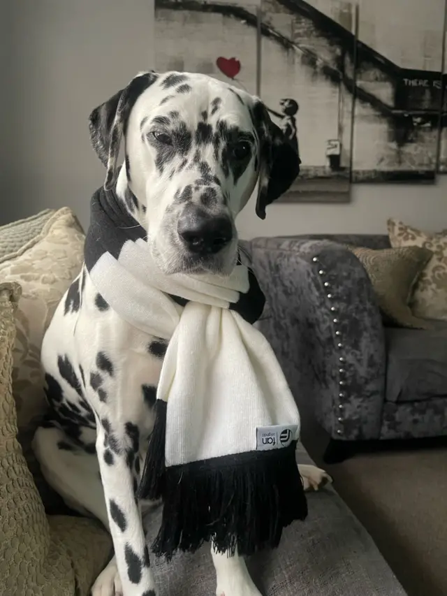 Dalmation dog with a Newcastle scarf