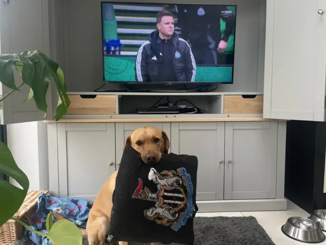 Dog holding Newcastle pillow