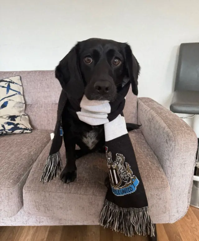 Dog wearing Newcastle scarf