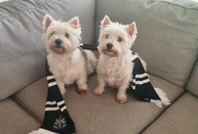 Two dogs wearing a Newcastle scarf