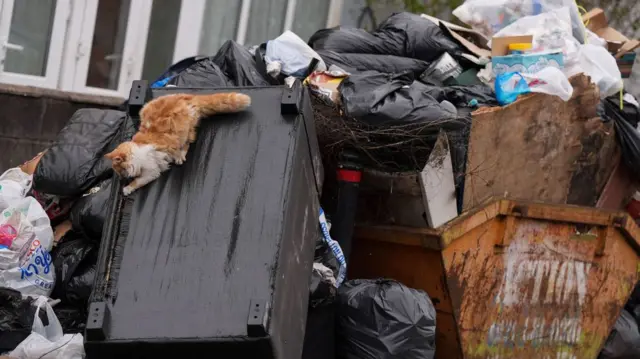 A ginger and white cat climbs over a stack of binbags piled around a lopsided black bin and yellow skip on a residential street.