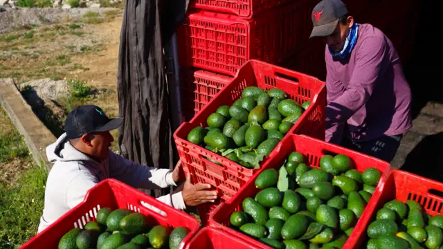 Red crates filled with avocados  with two men loading them into a storage area