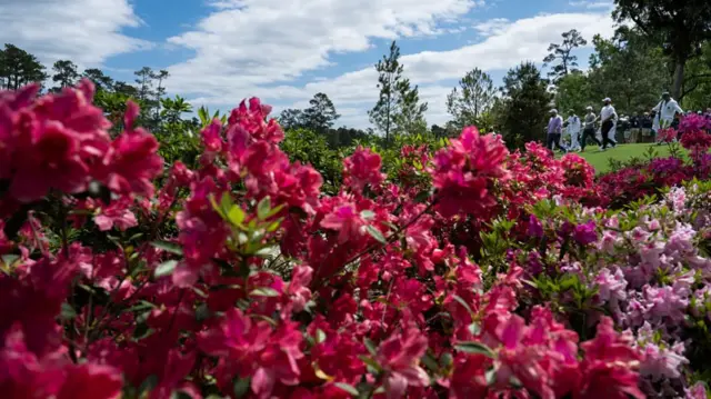 Azaleas at Augusta National