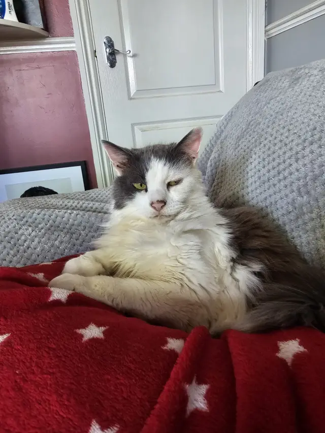 Liverpool cat