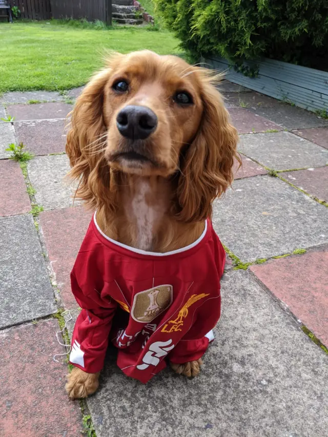 Liverpool dog