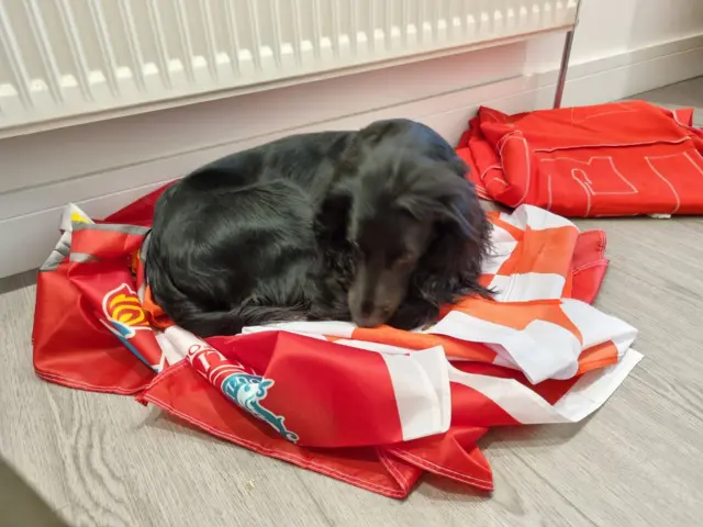 Liverpool dog