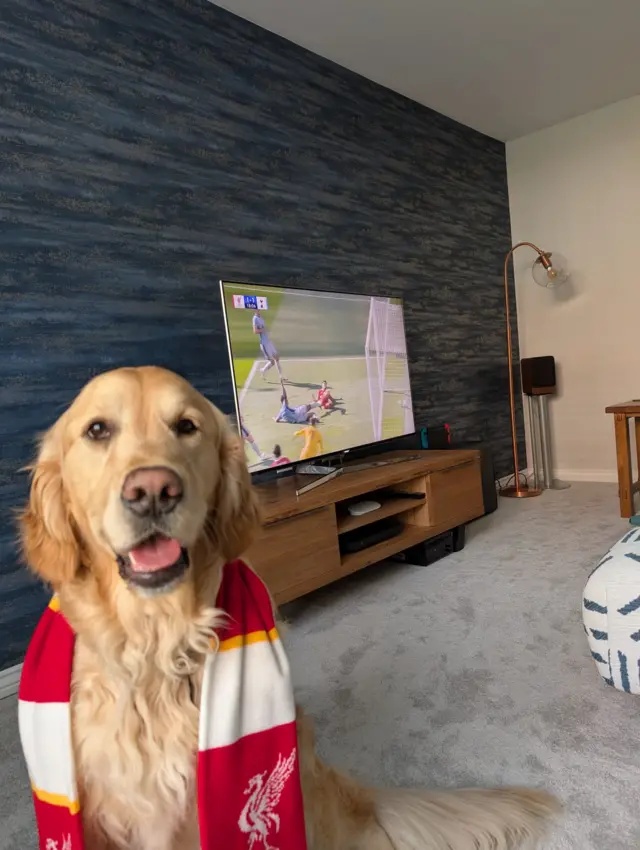 Liverpool dog