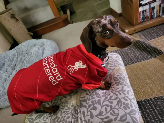 Liverpool sausage dog