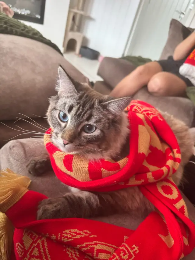 Cat with Liverpool scarf