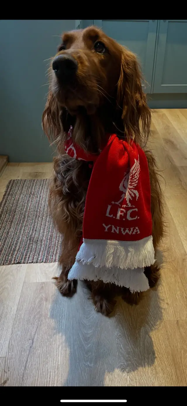 Dog with Liverpool scarf