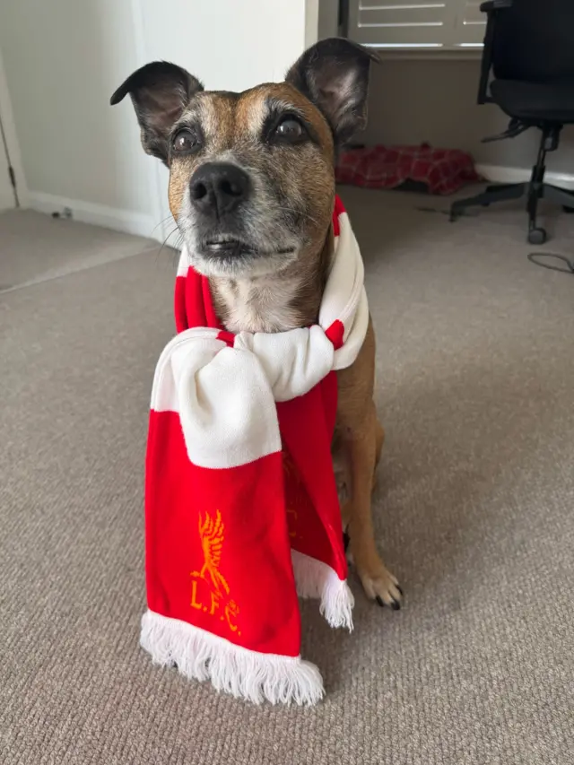 Liverpool dog