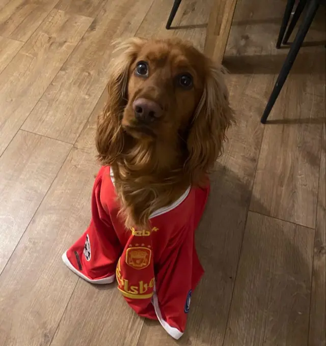 Ringo the dog