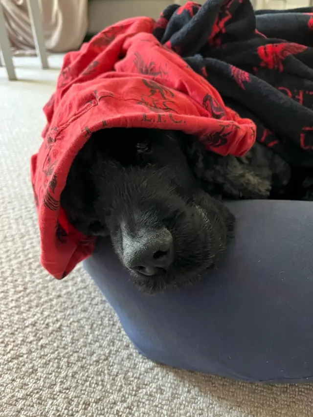 Liverpool dog