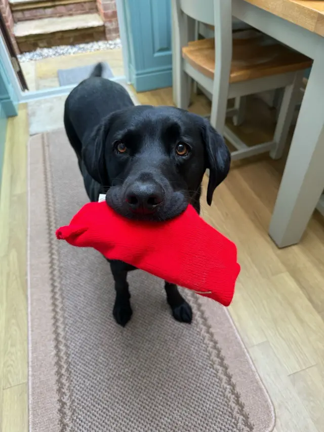 Gus the dog