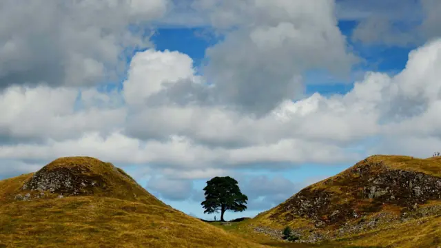 The tree standing in Sycamore Gap which is a dip between two hills. A figure can be seen standing underneath it.