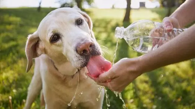 A dog drinking water from its owners hand