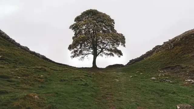 A tree