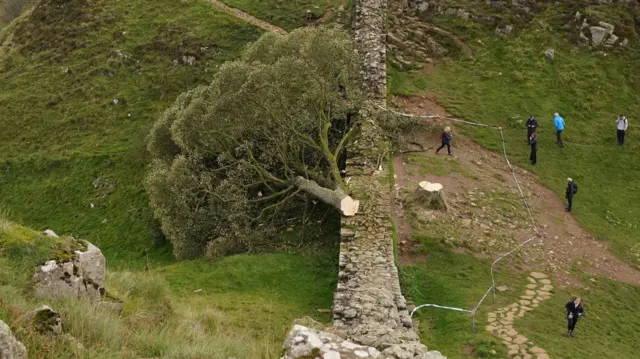 The tree after being felled. The trunk is leaning on the wall. The stump is on the right side of the wall surrounded by police tape. People can be seen around the tape.