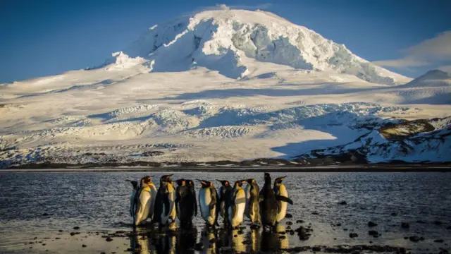 A group of penguins on a beach overlooked by an icy mountain covered in snow on the Antarctic island of Heard