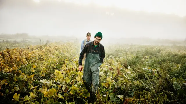 Two farmers walking through field of organic squash on way to harvest on foggy morning