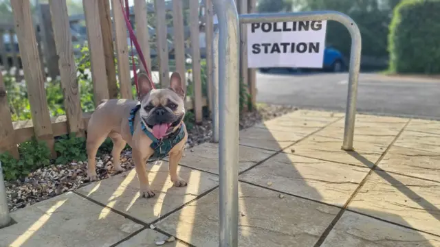 A french bulldog stands by the fence near a sign reading 'Polling Station'