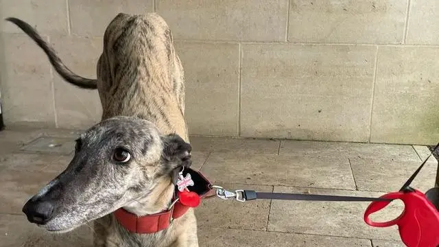 Lola looks to the side of the camera - stands against a wall