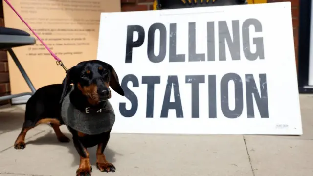 A dog at a polling station