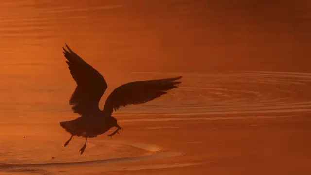 A gull catches a newt at sunrise