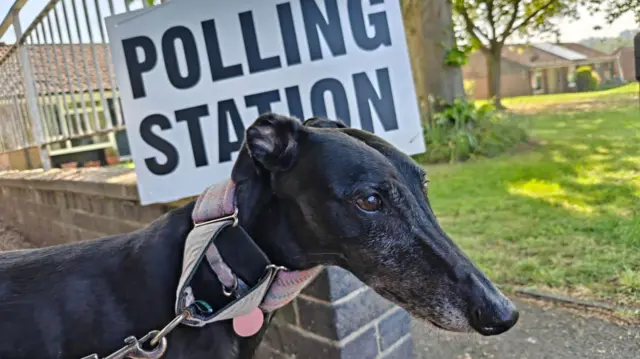 A Greyhound looks ahead while a 'Polling Station' sign is in the background