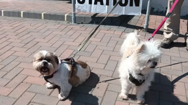 Two dogs, one white with brown spots (L) and one white (R) on a leash outside a polling station