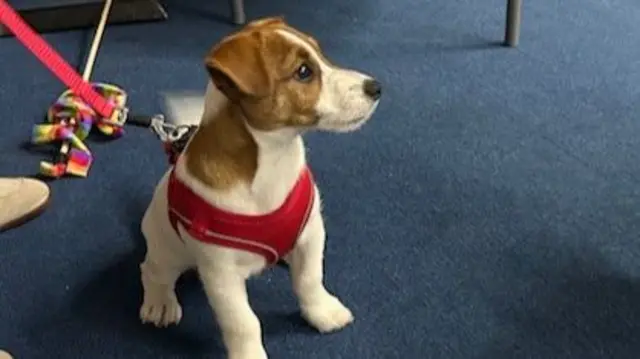 A dog sitting on the floor of a count